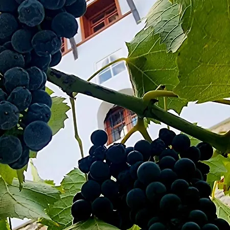 بيت ضيافة Sorlesa Gjirokastër